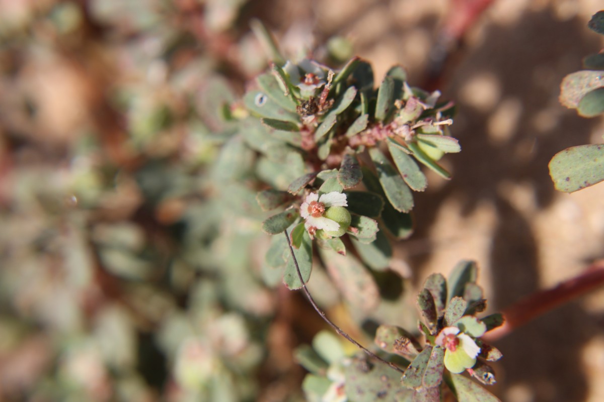 Euphorbia indica Lam.